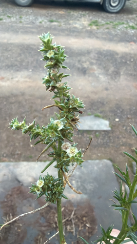 Southern Russian Thistle