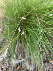 Rytidosperma setaceum