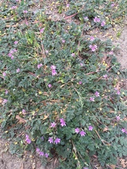 Erodium cicutarium