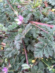 Erodium cicutarium