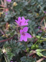 Erodium cicutarium