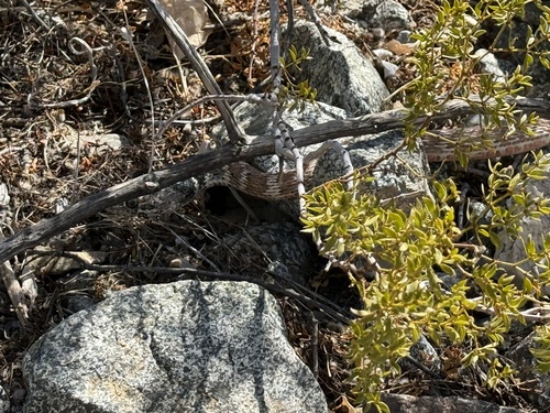 iNaturalist observation photo of Common Coachwhip