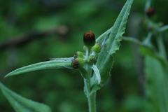 Tephroseris flammea