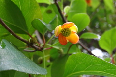 Schisandra arisanensis