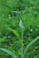 Tephroseris flammea