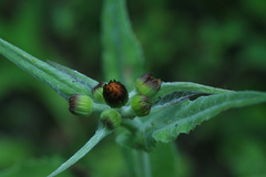Tephroseris flammea