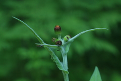 Tephroseris flammea