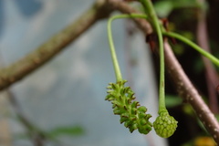 Schisandra arisanensis