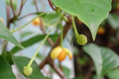 Schisandra arisanensis