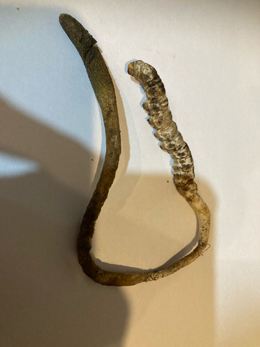 Drechmeria gunnii