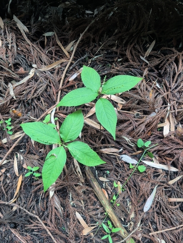 Chloranthus serratus