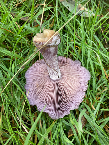 Blewit