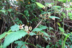 Rubus trianthus