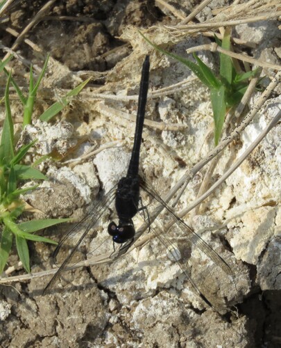 Black Percher