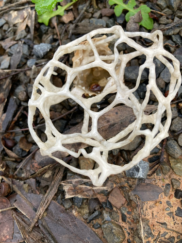 smooth cage fungus