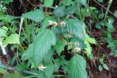 Rubus trianthus