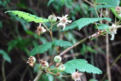 Rubus trianthus