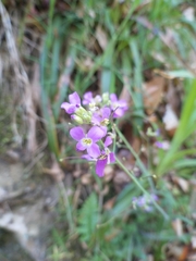 Arabidopsis arenosa