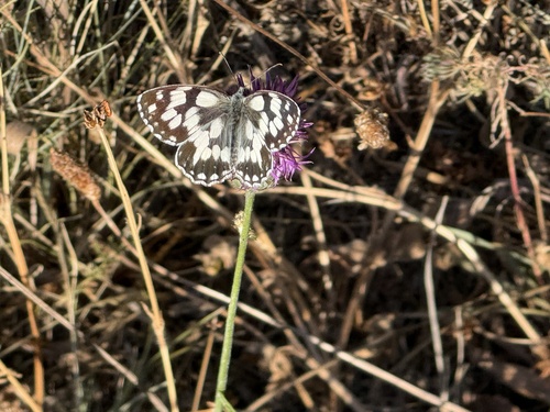 Marbled White