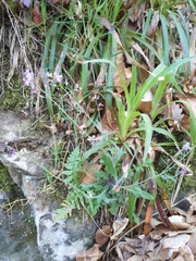 Arabidopsis arenosa