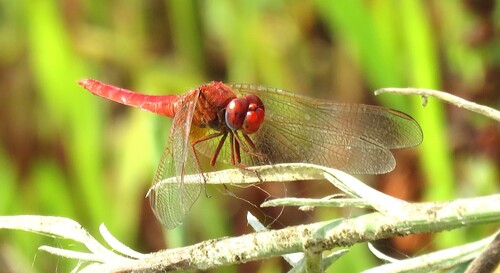 Broad Scarlet