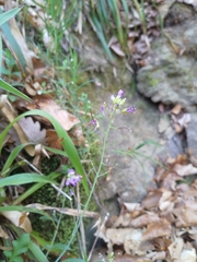 Arabidopsis arenosa