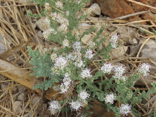 Crete alkaliweed