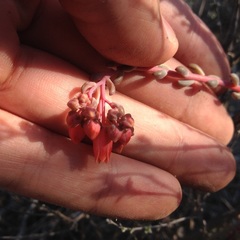 Echeveria amoena