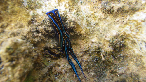 Chelidonura hirundinina, 2026-07-03