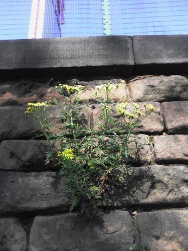 Oxford Ragwort