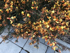 Cytisus × praecox