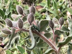 Phytoecia caerulescens