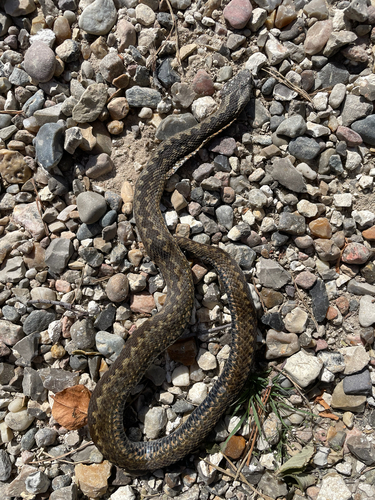 Adder