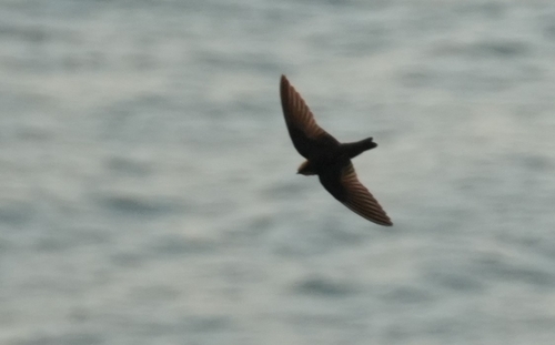 Red-throated Crag-Martin