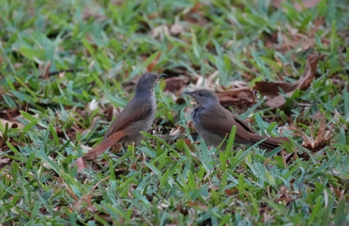 Collared Palm-Thrush