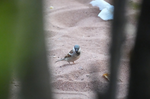 House Sparrow
