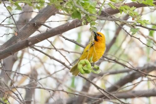Spectacled Weaver