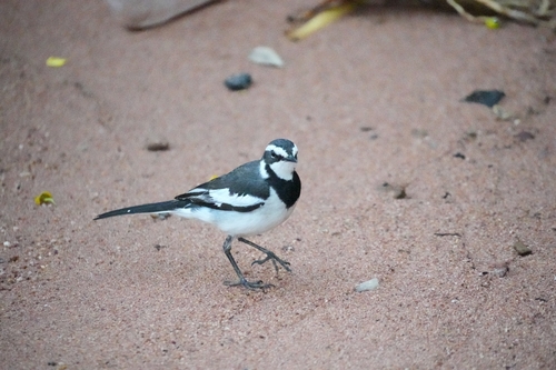 African Pied Wagtail
