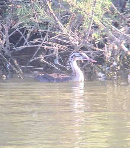 Great Crested Grebe