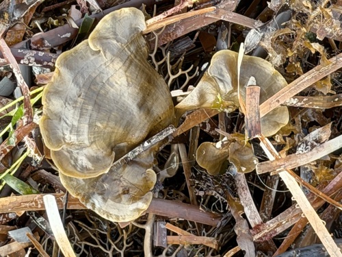 Lobophora variegata observed 2026-07-04