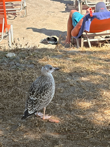 Yellow-legged Gull