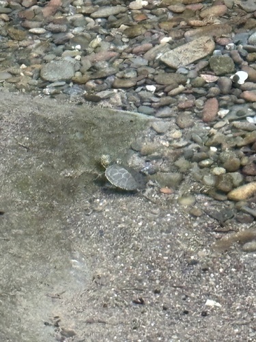 iNaturalist observation photo of Northwestern Pond Turtle