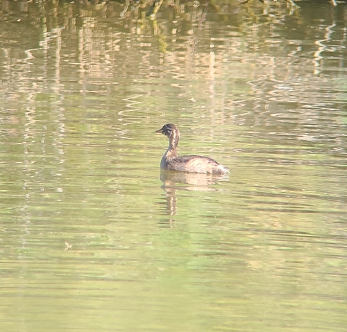 Little Grebe
