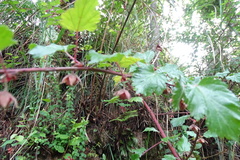 Rubus taitoensis