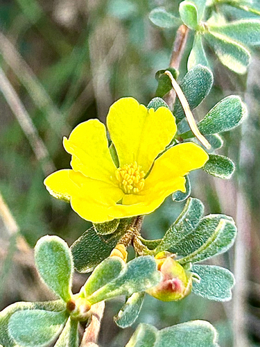 grey guinea flower