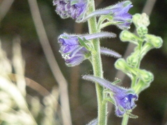 Delphinium fissum