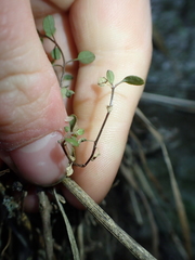 (c) Liadan Dickie, some rights reserved (CC BY) Chenopodium allanii, photograph (c) Liadan Dickie, some rights reserved (CC BY)