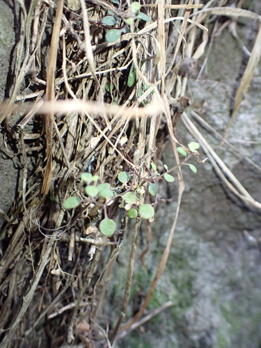 Chenopodium allanii