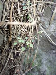Chenopodium allanii