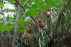 Rubus taitoensis